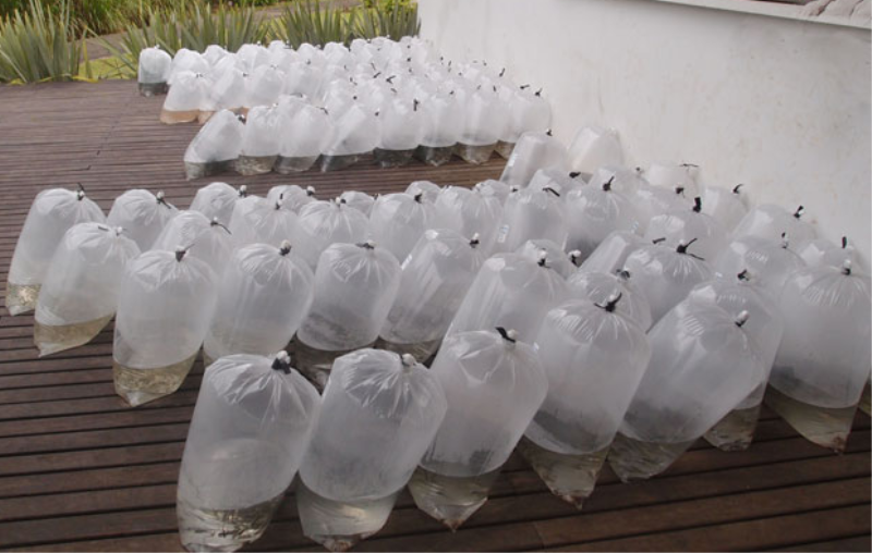 Piscicultores podem encomendar alevinos até o dia 14 de novembro