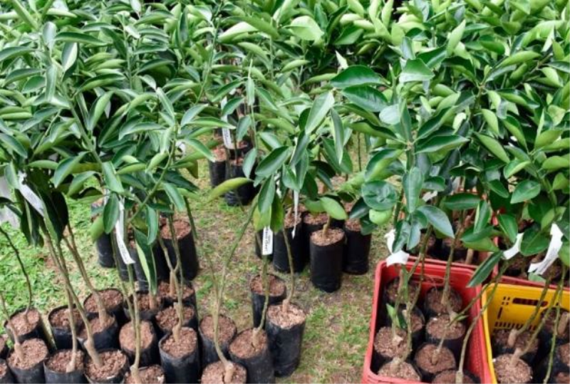Mudas de árvores frutíferas podem ser encomendadas na Secretaria de Agricultura
