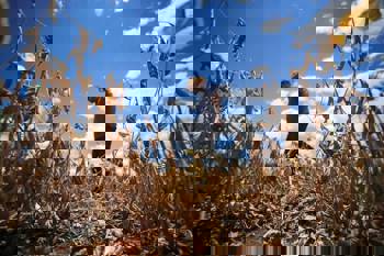 <p><span style="font-family: Arial, sans-serif;"><span style="font-size: medium;"><strong>Estado do Rio Grande do Sul homologa Situa&ccedil;&atilde;o de Emerg&ecirc;ncia em Giru&aacute;</strong></span></span></p>