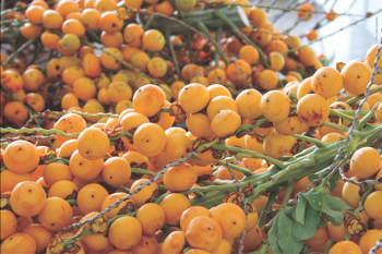 <p>Mar&ccedil;o &eacute; o M&ecirc;s de Preserva&ccedil;&atilde;o do Butiazeiro sendo o dia 13 de mar&ccedil;o o Dia Estadual do Buti&aacute;</p>