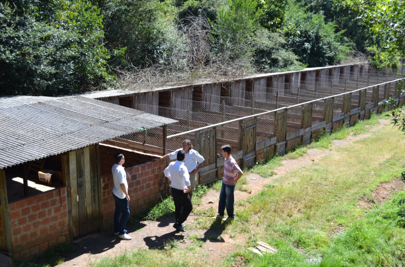 GIRUÁ DIVULGA NÚMEROS DO CANIL: 302 CÃES FORAM ALBERGADOS EM UM ANO