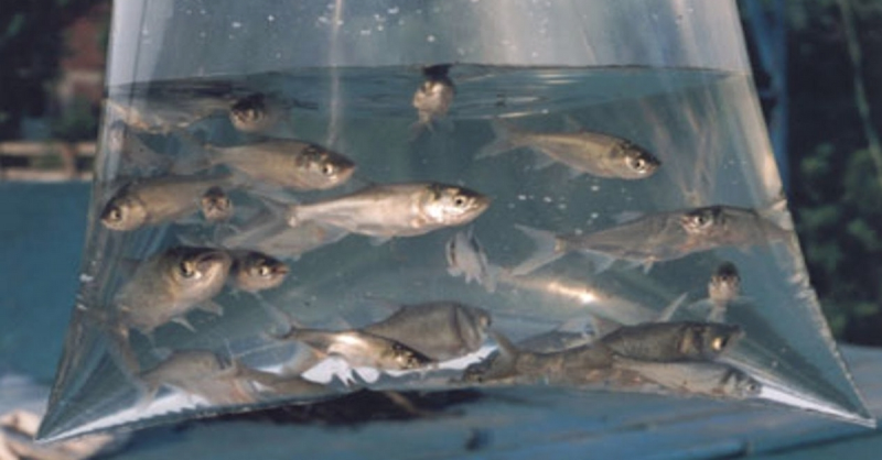 ENCOMENDAS DE ALEVINOS ATÉ DIA 18