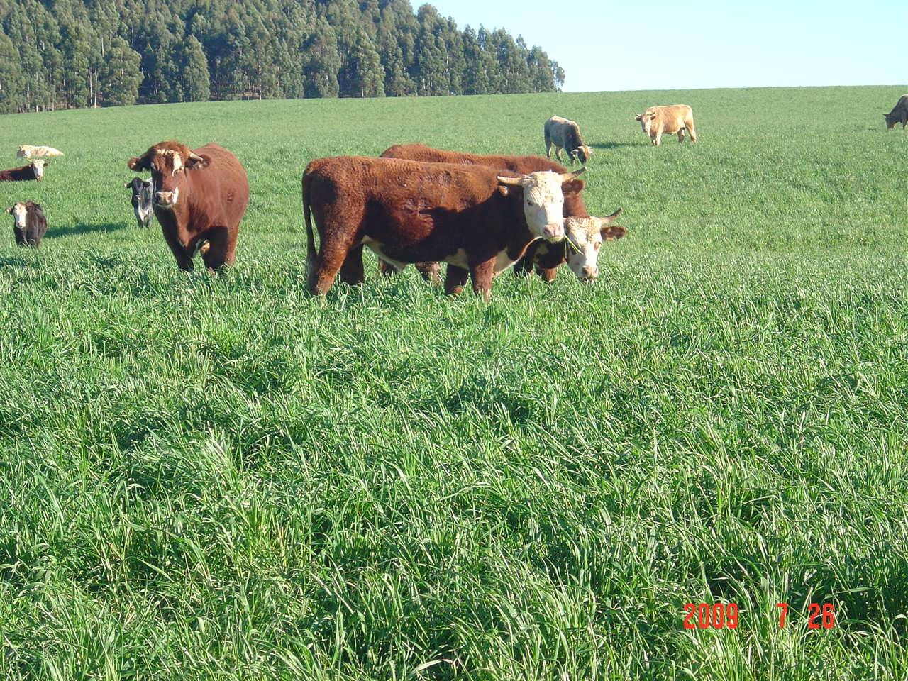 Prorrogado até o próximo dia 15 o apoio à Agricultura Familiar com destinação de semente de aveia preta