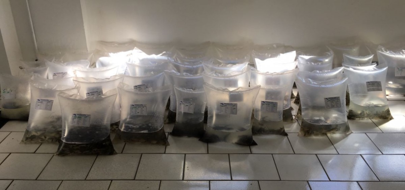 Alevinos disponíveis para compra na Secretaria de Agricultura