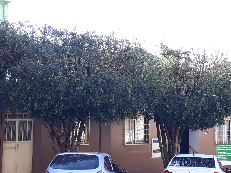 Período de podas de árvores encerra este mês