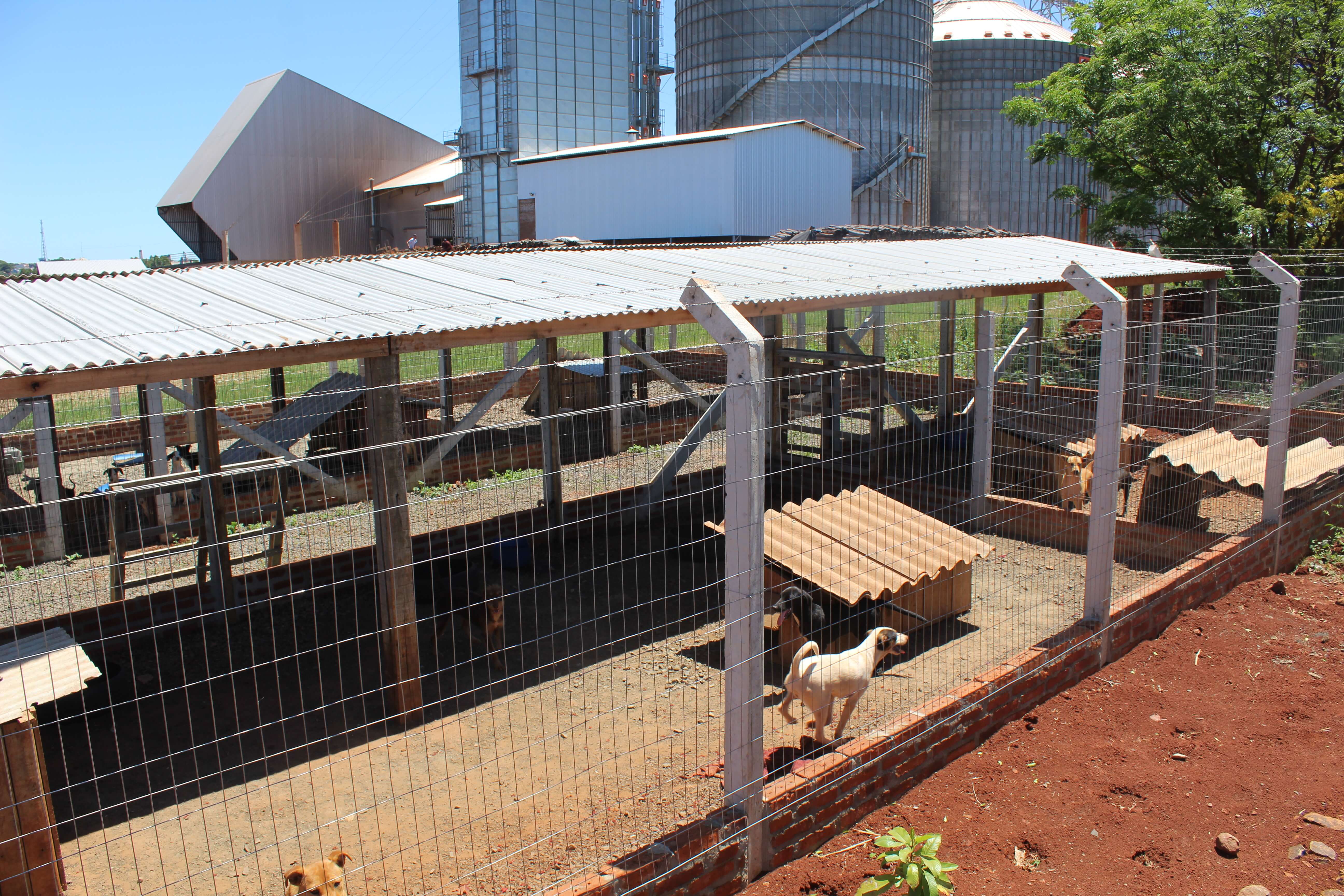 Canil Municipal recebe melhorias em sua estrutura 