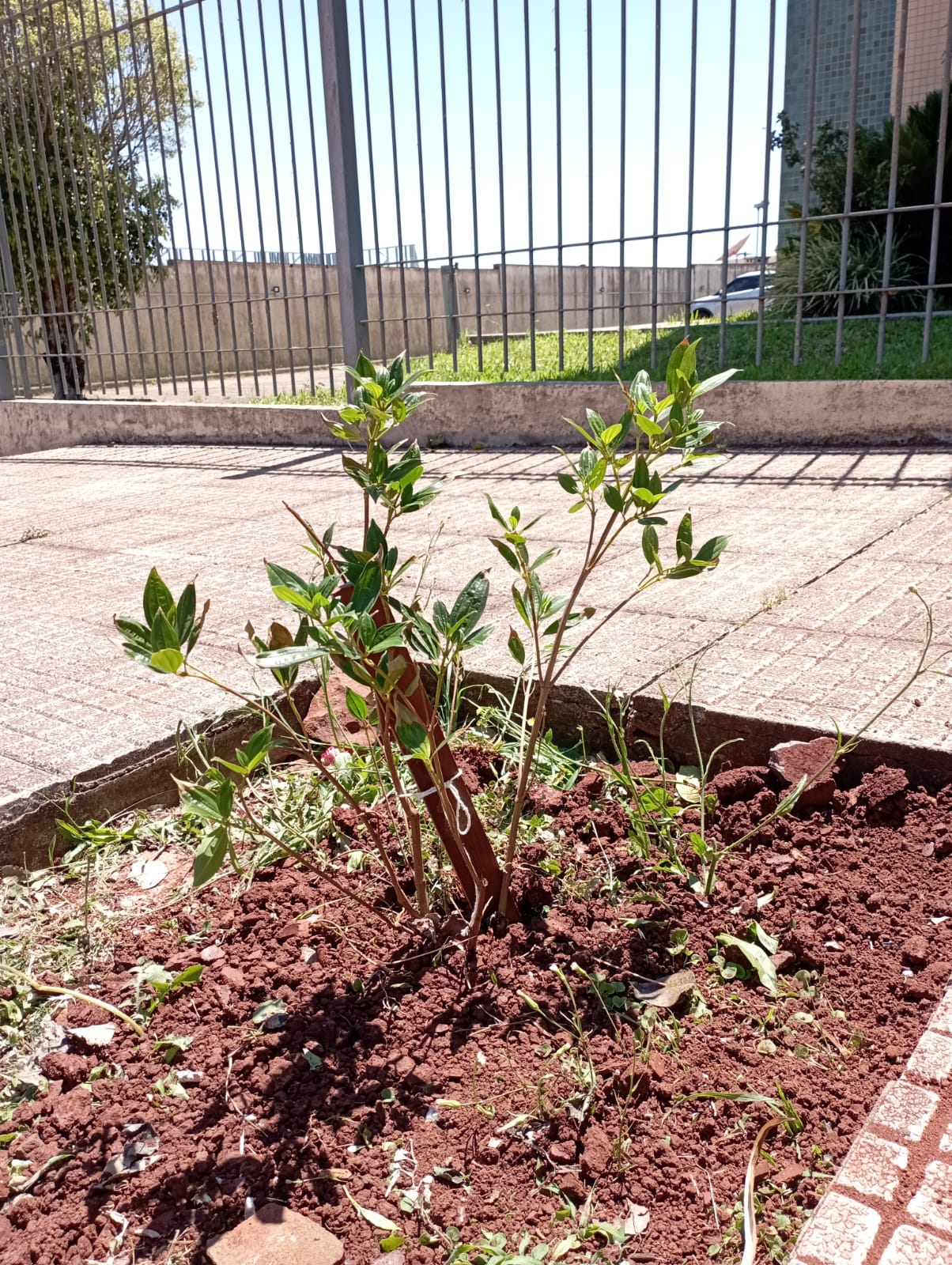 Giruá intensificou o plantio de árvores nos passeios públicos do município