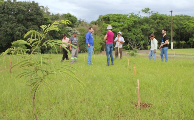 Área Verde recebe 600 mudas de árvores nativas