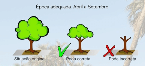 Período de podas está em vigor mas exige licença emitida pela Secretaria de Agricultura e Meio Ambiente