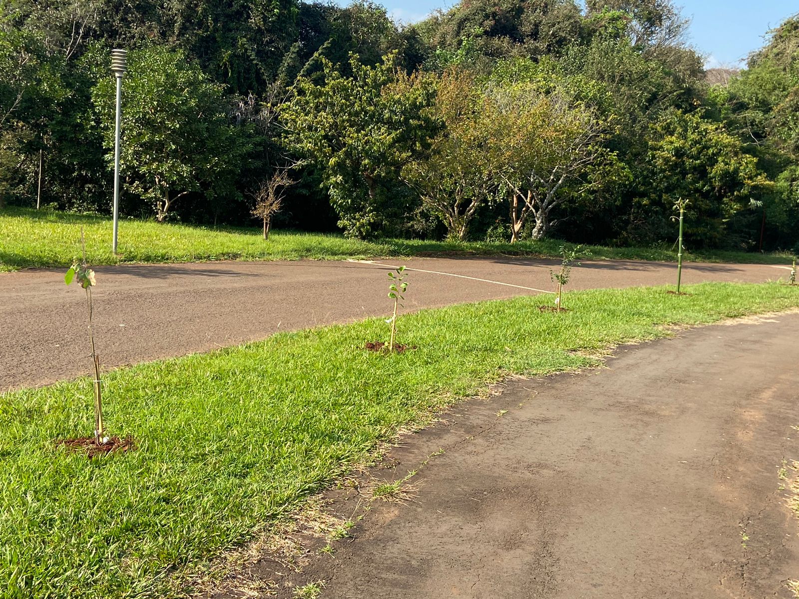 Vidas são celebradas com plantio de árvores