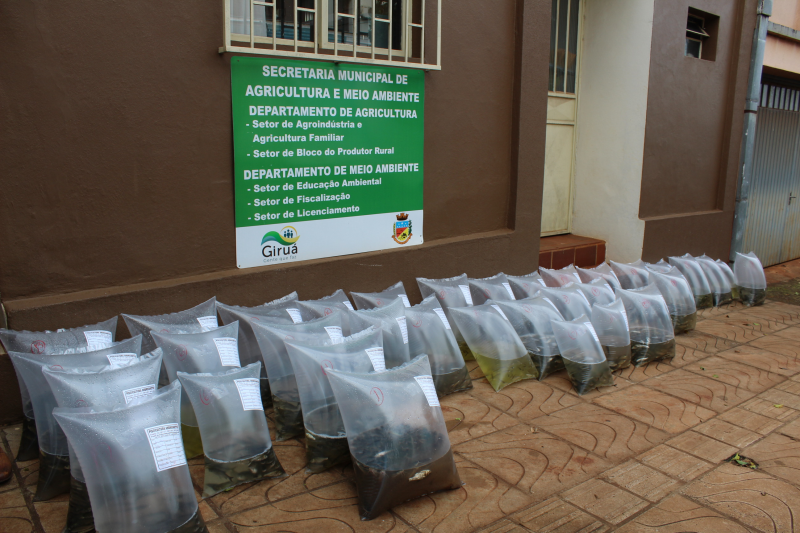 Mais de 5 mil alevinos são entregues a piscicultores giruaenses