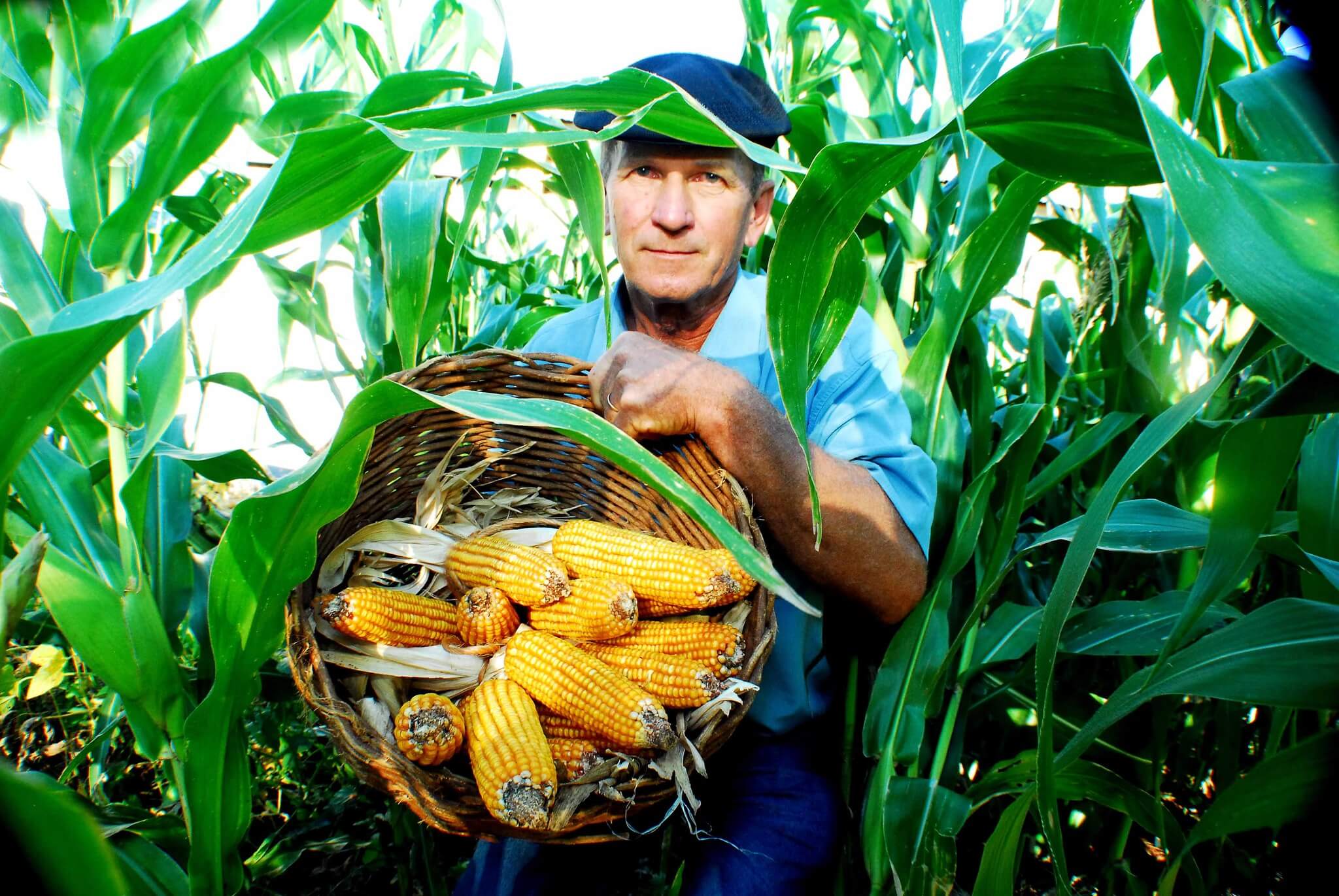 Aberta inscrições para o Programa Troca-Troca de sementes de milho