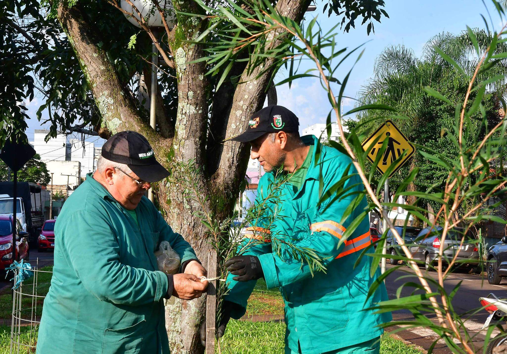 Secretaria substitui árvores atacadas por vândalo