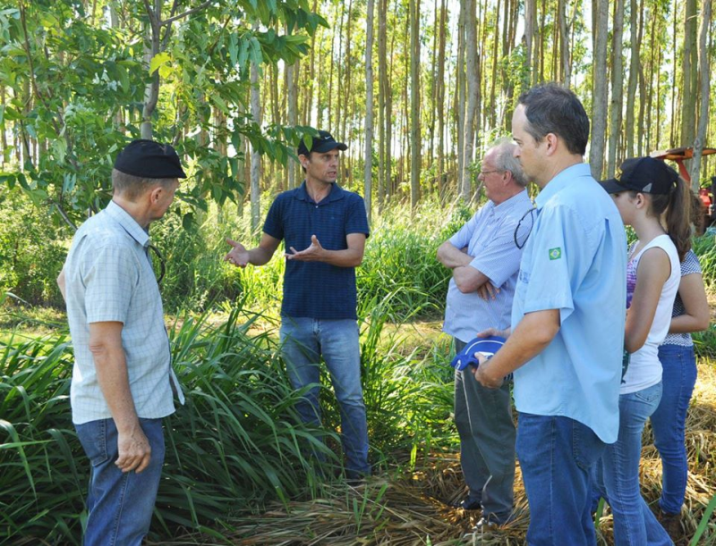 Produtor investe na produção orgânica de noz pecã