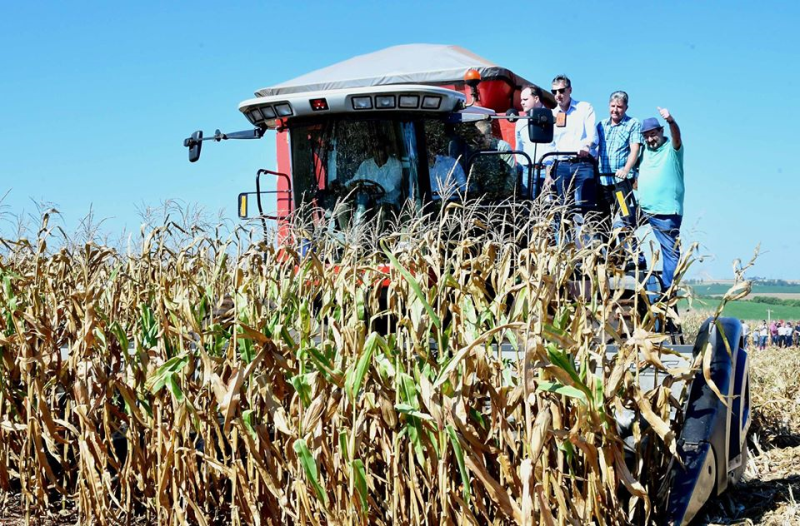 Avaliação aponta a soja precoce como a mais atingida pela estiagem