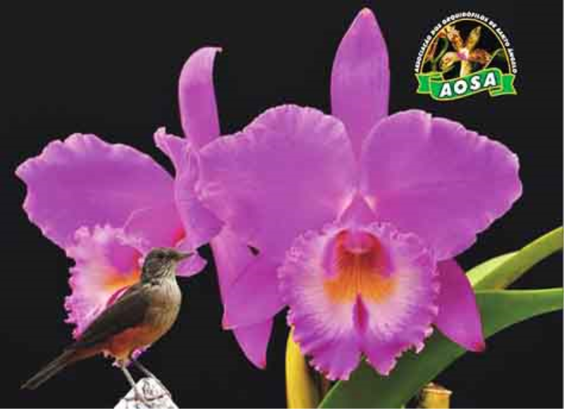 Exposição Regional de Orquídeas será realizada sábado e domingo