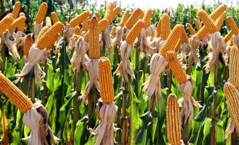 SEMAGRI abre inscrições para o Programa Troca-Troca