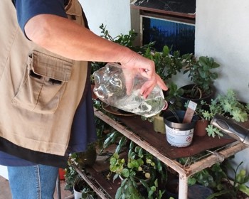 <p>Ovitrampas auxiliam no monitoramento e combate ao Aedes aegypti em Santo Ângelo</p>
