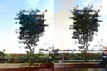 <p>Figueira do canteiro central da Avenida Ipiranga &eacute; transplantada para o Parque de Exposi&ccedil;&otilde;es</p>