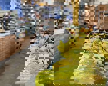 <p>Santo &Acirc;ngelo realiza a Semana Municipal de Seguran&ccedil;a Alimentar e Nutricional</p>