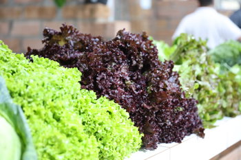 <span style="font-size: 10pt;">Aberta chamada p&uacute;blica para aquisi&ccedil;&atilde;o de alimentos da agricultura familiar para merenda escolar</span>