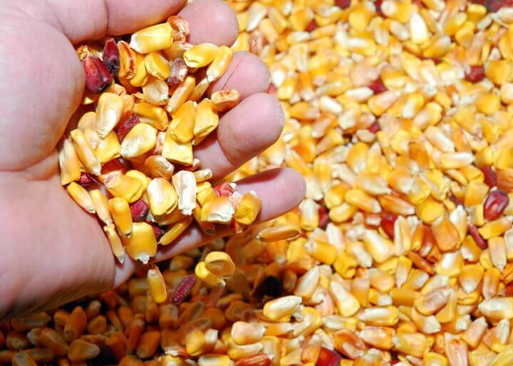 Inscrições para o Programa Troca-Troca de sementes de milho estão abertas