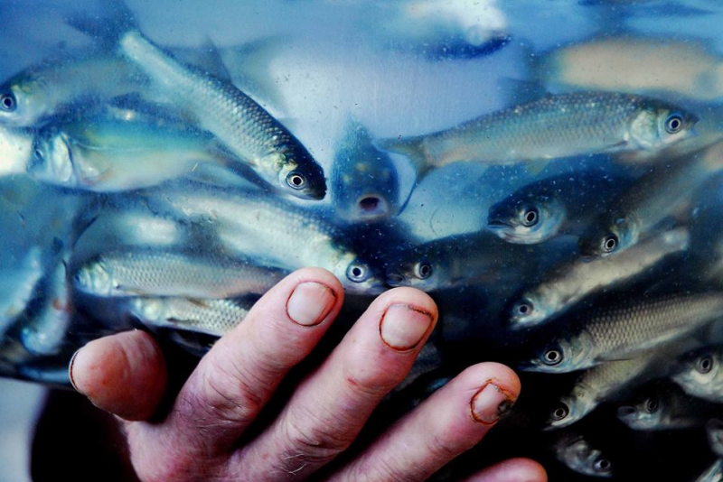 SEMAGRI já repassou 6,9 mil alevinos para produtores