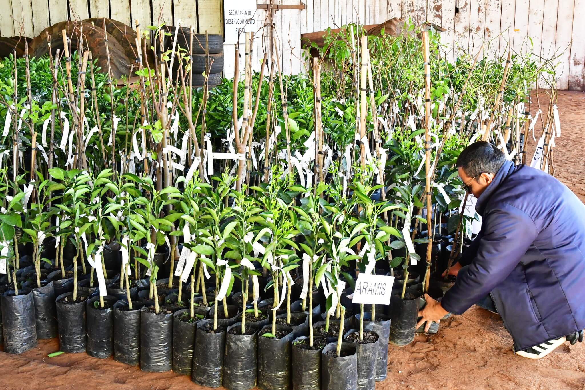 Programa de fruticultura tem inscrições prorrogadas