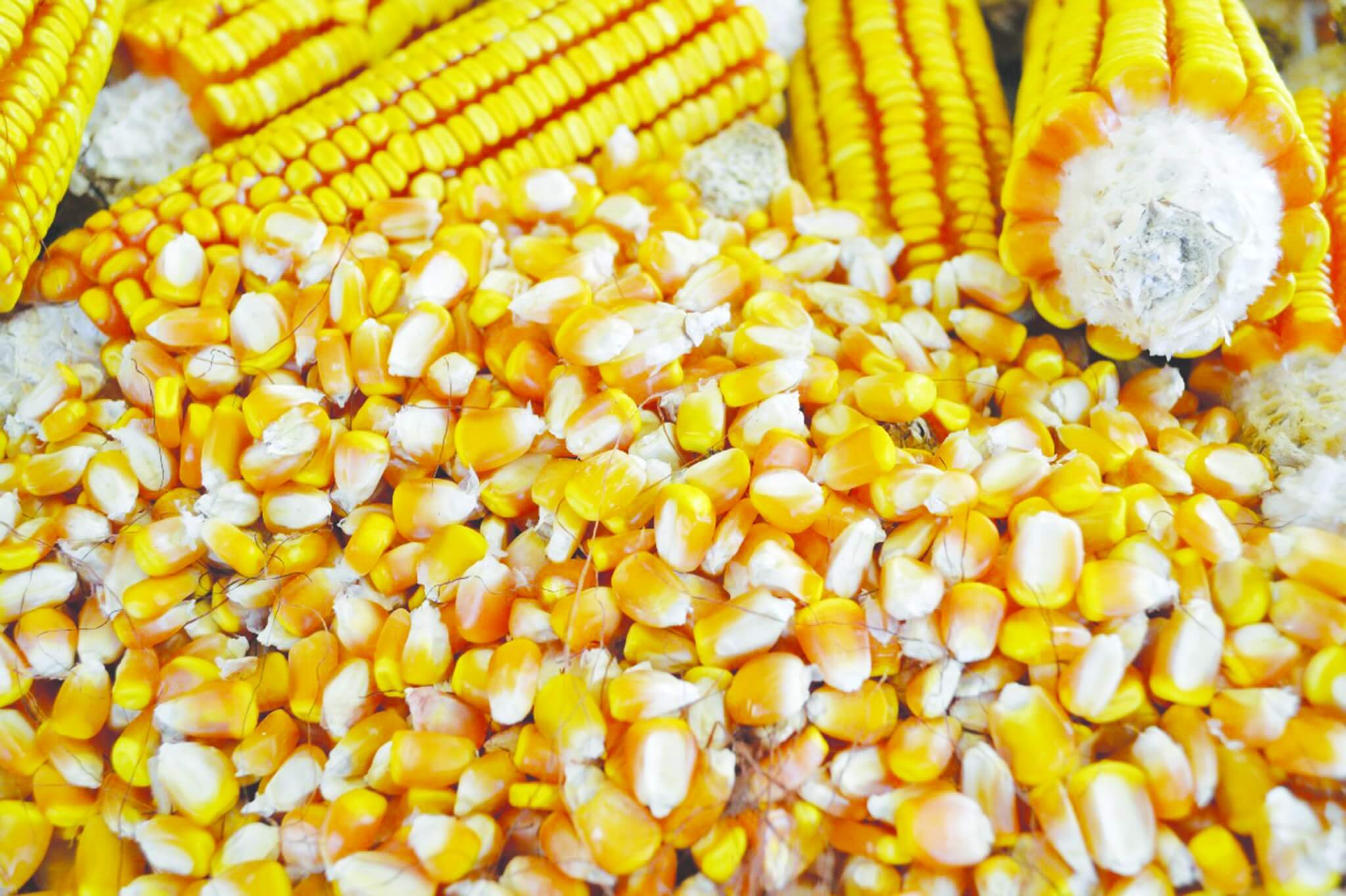 Inscrições para o Troca-troca de Sementes serão abertas dia 22