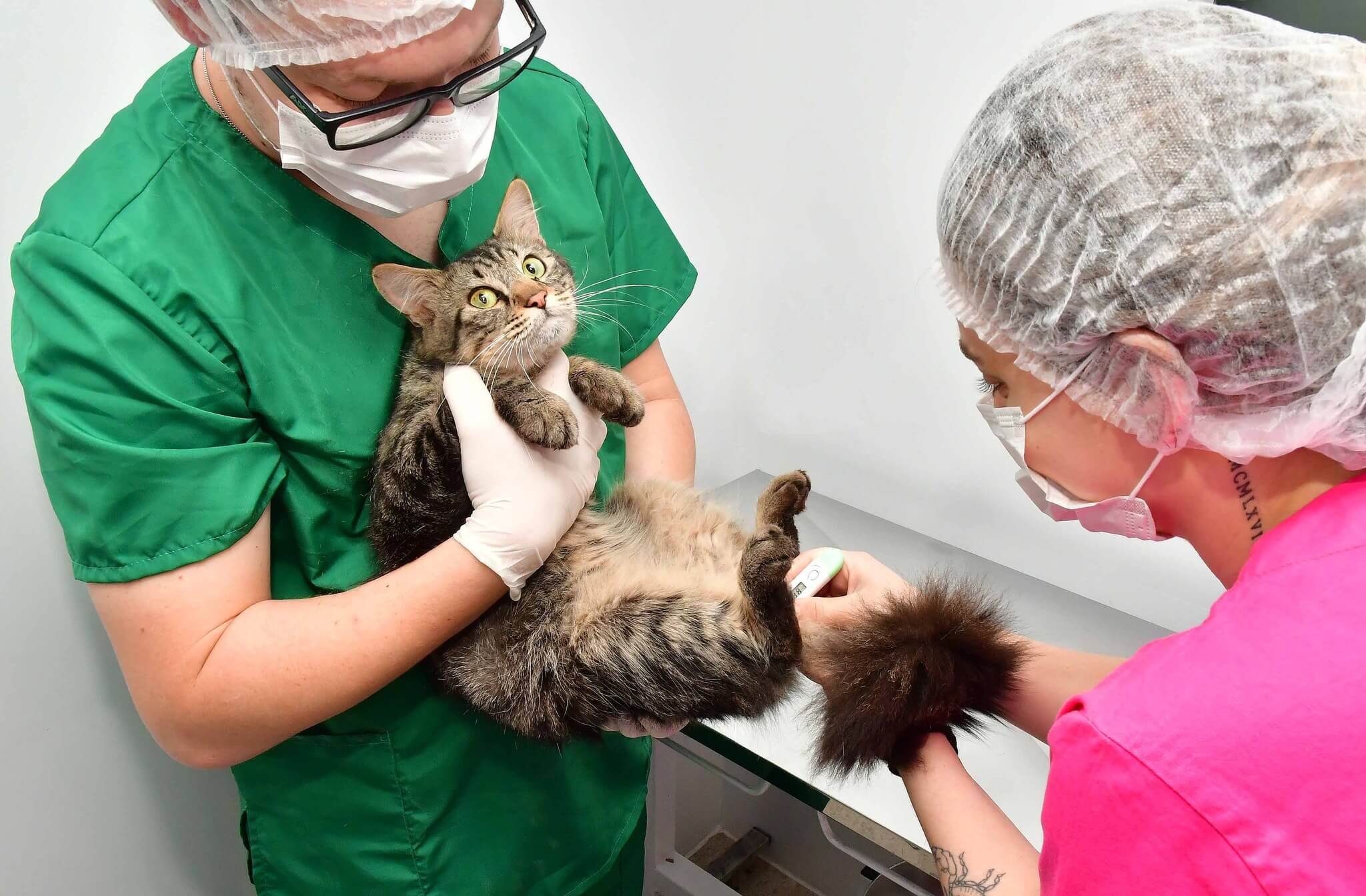 Setor de Bem-Estar Animal ativa unidade de castração