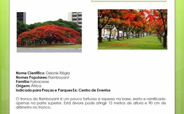 PROJETO ARBORIZAÇÃO