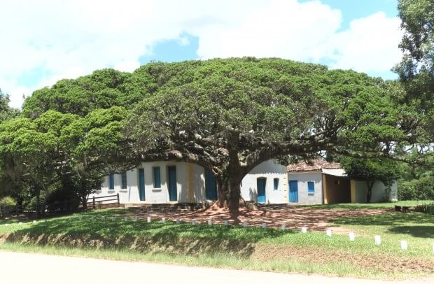 Figueira Centenária