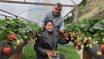 <p><span style="font-family: verdana, geneva, sans-serif; font-size: 12pt;"><strong>FAM&Iacute;LIA GANZER APOSTA NO CULTIVO DE MORANGOS COM APOIO DA EMATER E DA ADMINISTRA&Ccedil;&Atilde;O MUNICIPAL</strong></span></p>