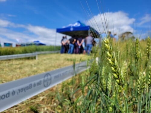 NOVO TIRADENTES REALIZOU IMPORTANTE DIA DE CAMPO SOBRE CEREAIS DE INVERNO
