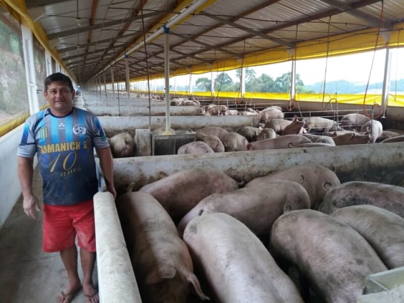 NOVO TIRADENTES PROJETA AVANÇO NA ÁREA DA SUINOCULTURA