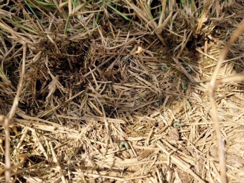 EMATER ALERTA PARA INTENSO ATAQUE DE LAGARTAS EM PASTAGENS DE NOVO TIRADENTES