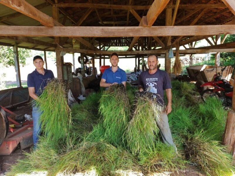 NOVO TIRADENTES ENTREGA MUDAS DE GRAMA TIFTON 85 A PRODUTORES DE LEITE  