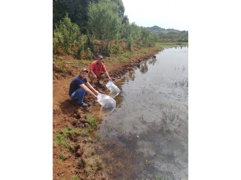 ATIVIDADE DA PISCICULTURA É FOMENTADA ATRAVÉS DA ENTREGA DE ALEVINOS EM NOVO TIRADENTES