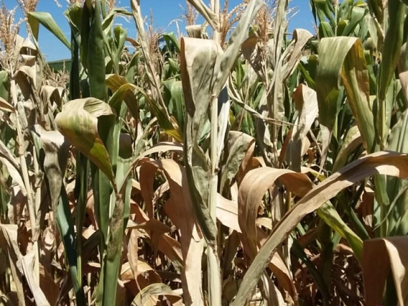 PREFEITURA DE NOVO TIRADENTES PRIORIZA SERVIÇOS PARA PRODUÇÃO DE SILAGEM NO MUNICÍPIO