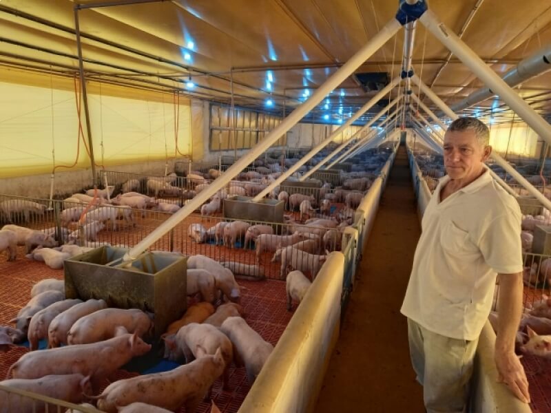 PRODUTORES DE NOVO TIRADENTES INVESTEM NA ATIVIDADE DA SUINOCULTURA