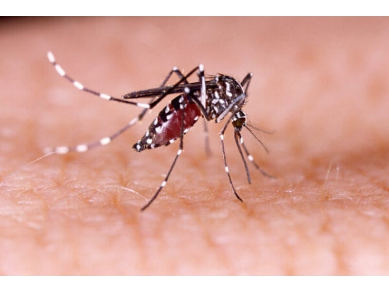 DENGUE: MUNICÍPIO APRESENTA GRANDE NÚMERO DE FOCOS DO MOSQUITO  
