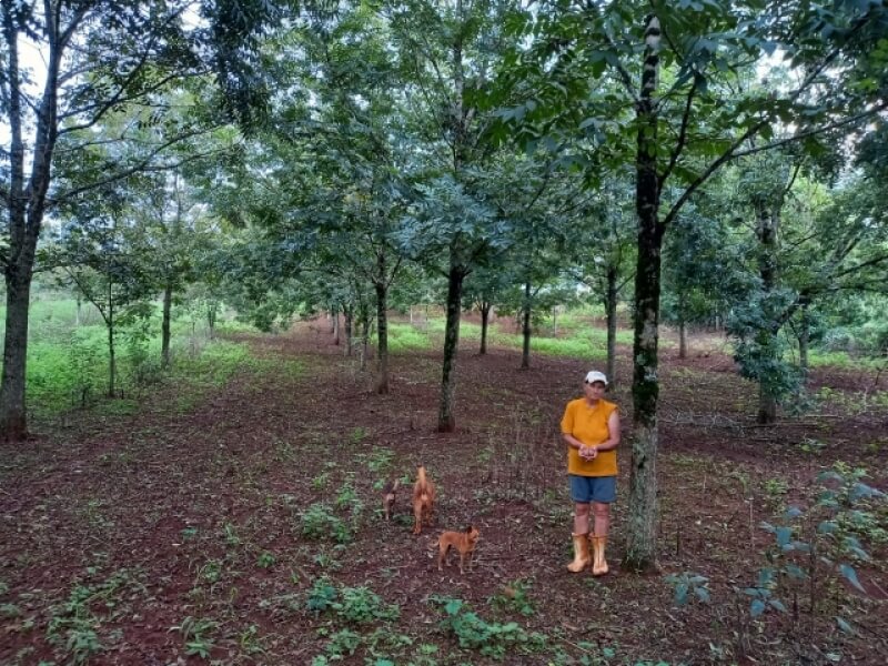 FAMÍLIA DE NOVO TIRADENTES INVESTE NA PRODUÇÃO DE NOZ-PECÃ