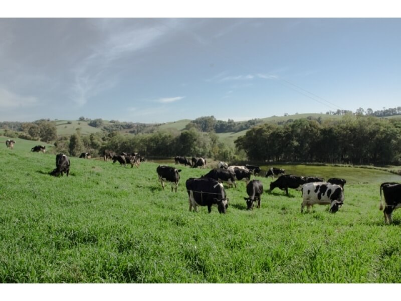 PROGRAMA MUNICIPAL MAIS PASTO MAIS LEITE COM INSCRIÇÕES ABERTAS