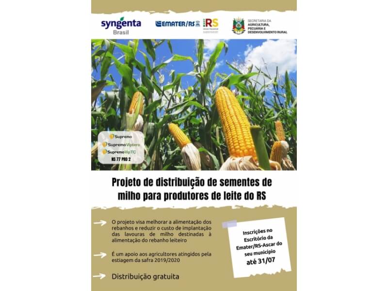 EMATER VIABILIZA PROJETO DE DISTRIBUIÇÃO DE SEMENTES DE MILHO GRATUITA PARA PRODUTORES DE LEITE