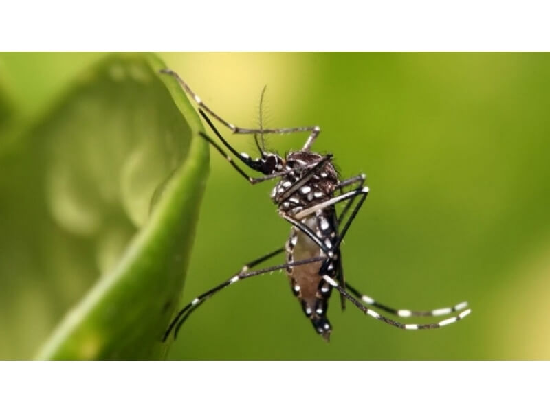 COMBATE À DENGUE: NÚMERO DE CASOS DA DOENÇA AUMENTA NA REGIÃO