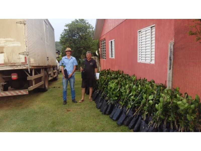 NOVO TIRADENTES AMPLIA ÁREA DE CITRICULTURA