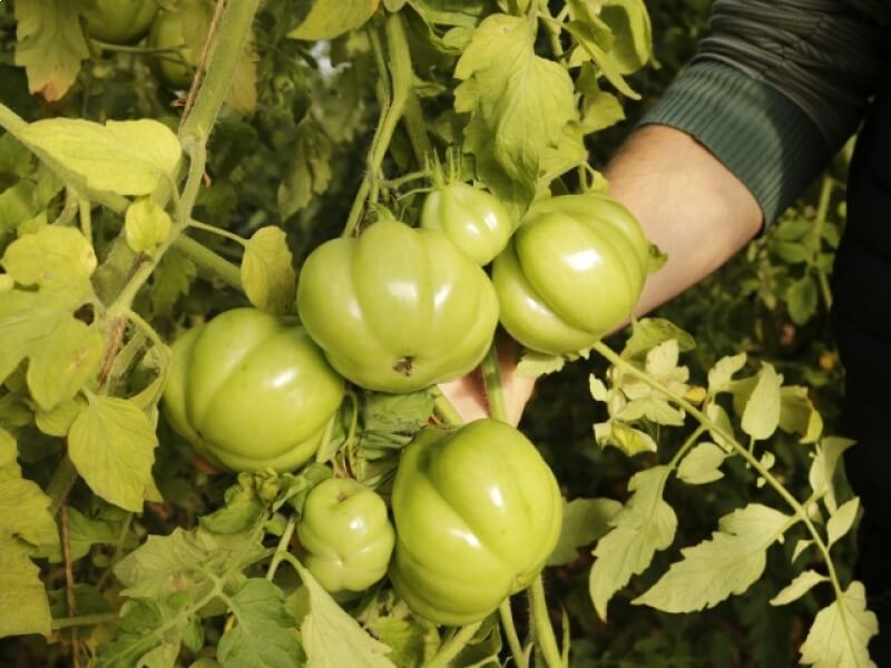 CULTURA DO TOMATE AGREGA RENDA E QUALIDADE DE VIDA À FAMÍLIAS DE NOVO TIRADENTES