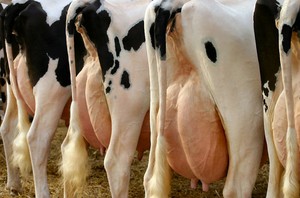 Diagnóstico Rural Participativo da Chamada Pública do Leite
