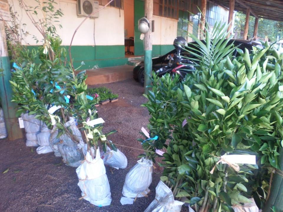 Entrega do segundo lote de mudas Frutíferas e Ornamentais