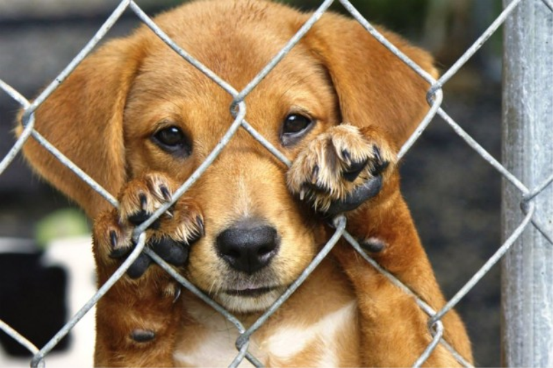 Sobre o projeto criado pela veterinária Gabriela, que trata sobre a conscientização e adoção de animais